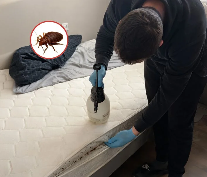 Technicien traitant un matelas contre les punaises de lit à La Chapelle-Gauthier